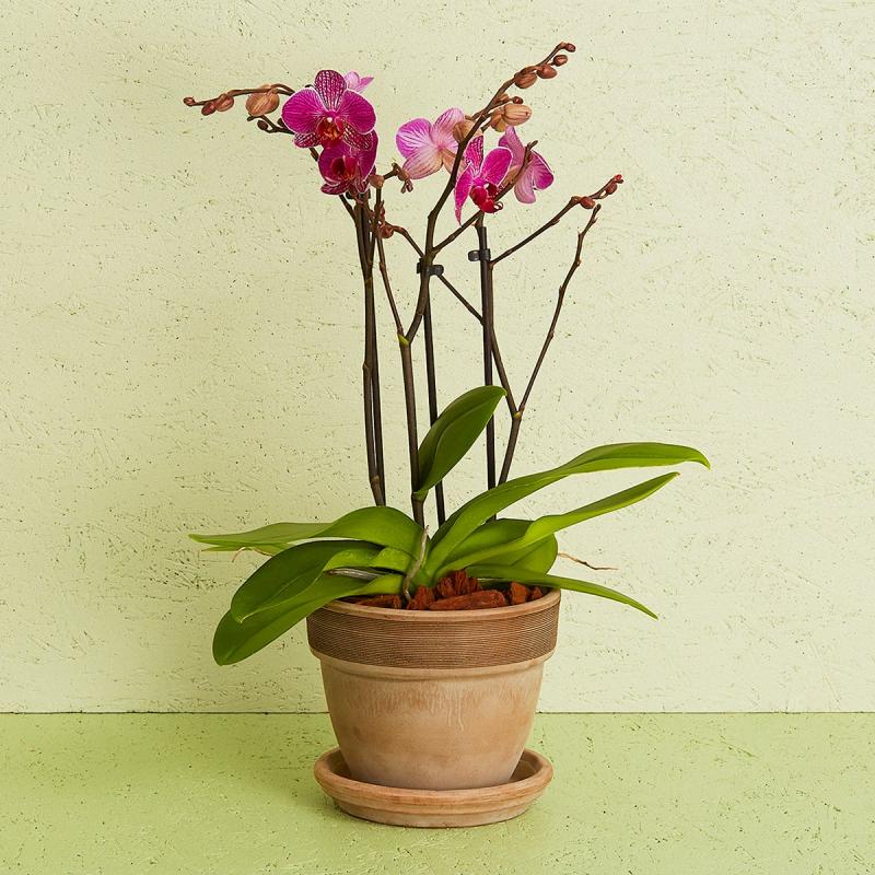 Orkidé - - Din blomsterbutik i Århus - Send blomster online